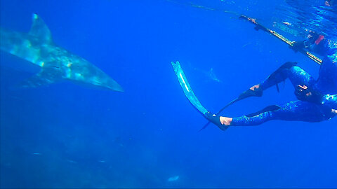 Spearfishing - Coral Trout, GIANT squid and Grey whaler sharks - Ep 05 Life Over Longevity