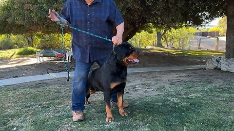 VON RUELMANN ROTTWEILERS KRIS VON DER CROSSENER RANCH