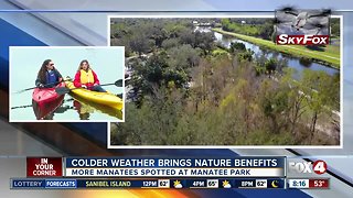 Manatees find refuge at Manatee Park during colder weather