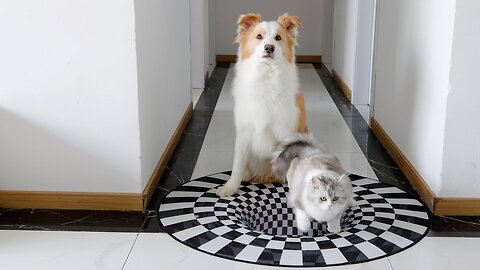 Can Dogs and Cats See Optical Illusions?