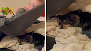 Pup Shows Why Dogs Are Man's Best Friend