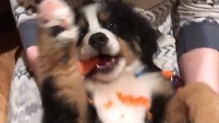 Puppy loves to snack on tasty carrot