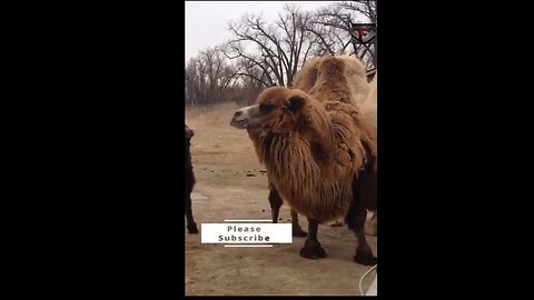 The Bactrian Camel Facts #shorts #amazingfacts #animals