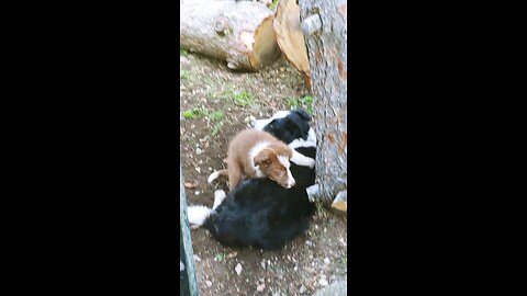 ABCA BORDER COLLIES