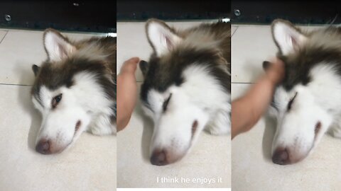 How Husky Wakes me up