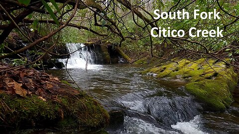 South Fork Citico Creek