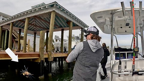 Dropping Live Crabs Around These Urban Docks For Steady Rod Bending Action!