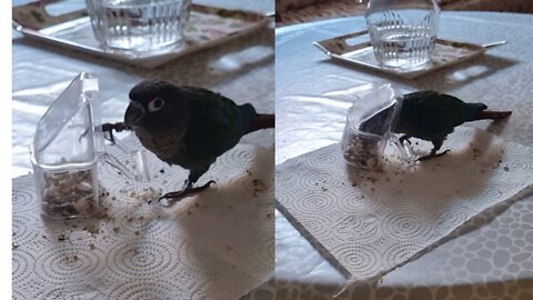 my beloved little bird feeding