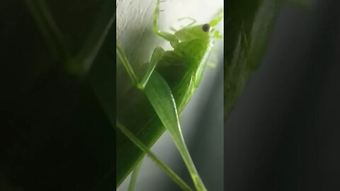 Lucky Green Cricket at Microscope Lens for Smartphone Apexel