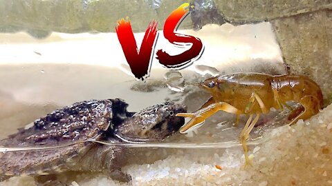 Turtle vs Crawfish! *Epic Battle Royale*