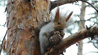 A squirrel nibbles a pine cone