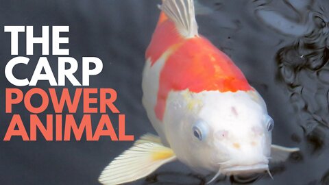 The Carp Power Aniimal