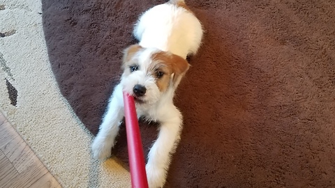 Puppy vs vacuum