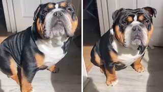 Confused Pup Has Priceless Reaction When He Hears A Fly