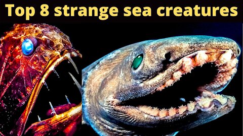 Top 8 strange sea creatures