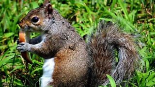 Squirrel attacks annoying man