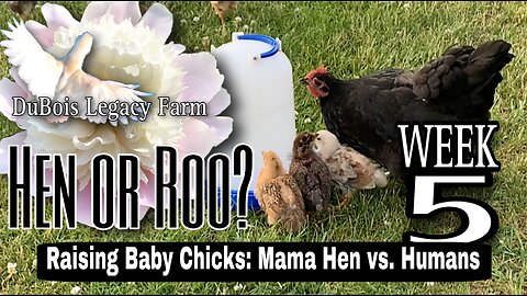 WEEK 5 - Raising Baby Chicks: Mama Hen vs Humans (Hens or Roosters?) #babychicks #farmlife #chicken