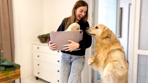 Golden Retriever Meets Golden Retriever Puppy for the First Time