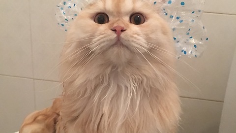 Meepo the cat loves to take showers