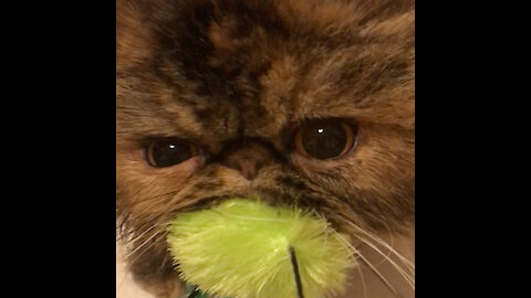 Persian cat hilariously reacts when owner tries to take her toy away