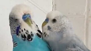 Hyperactive parakeet annoys campanion