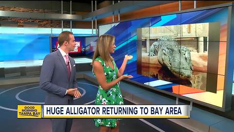 14-foot-long alligator named 'Mighty Mike' returning to Tampa Bay area this fall