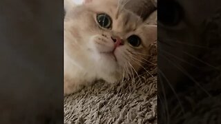 CAT VIDEO