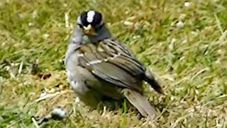 IECV NV #393 - 👀 White Crowned Sparrow Eating Some Bread🐤 6-11-2017
