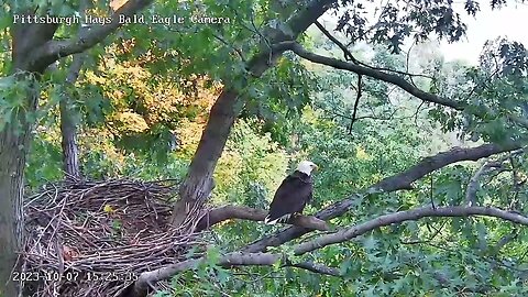 Hays Eagles M or V? comes into the nest Sits in the Attic 10.7.23 14:24