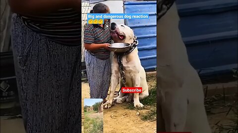 dangerous dog reaction video viral#shortviral