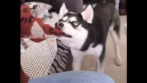 Stubborn husky in a game of tug