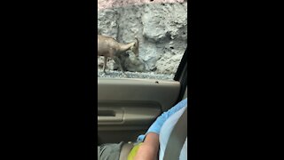 Mountain goats hanging out beside car!