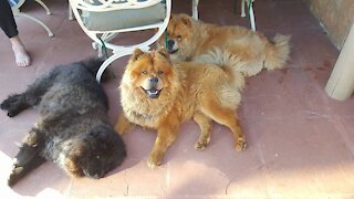 CHOW CHOW - CHOW POW !!! BOYS - ICE CREAM