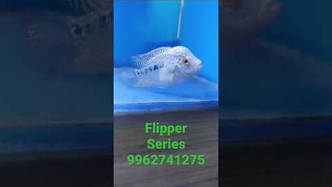 Full marking pearly whight f3kamfa flowerhorn fish
