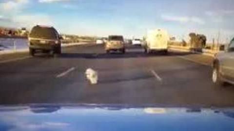 Dog falls from moving vehicle on I-70
