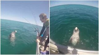 Friendly dolphin greets fishing boat in Australia