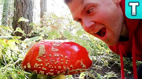 The Mario Mushroom is REAL!! | Fly Agaric (Amanita Muscaria)