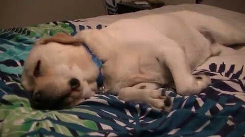 Labrador dog dreaming barking in sleep