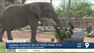 Reid Park Zoo makes popsicles for zoo animals during summer months