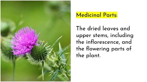 8 GREAT BENEFITS OF BLESSED THISTLE (Cninus Benedictus) #drsebiapproved