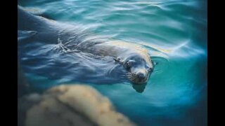 Foca rouba peixe de pescador