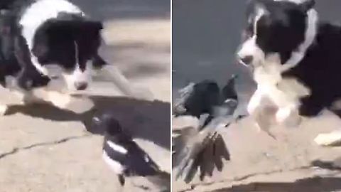 Incredible friendship between dog and bird who 'play every afternoon'