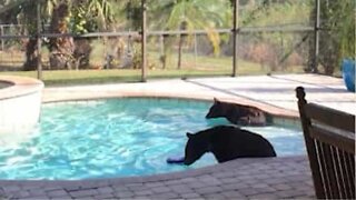 Bjørne har det sjovt i en pool i Florida