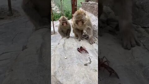 Macacos Brincando com Caranguejo #shorts