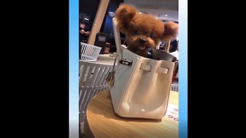 Dog chilling in a handbag 😍😊 #shorts