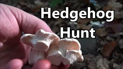 Hedgehog Fungus, Alfred's Cakes and more....