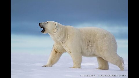 "Frozen Majesty: The Enigmatic World of Polar Bears" #81