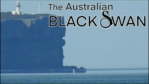 The Number One Globe Killer The Australian Black Swan