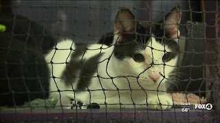 Gulf Coast Humane Society looks forward to Giving Tuesday