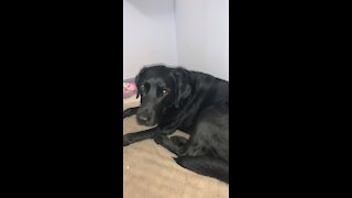Excited dog greets owner at door